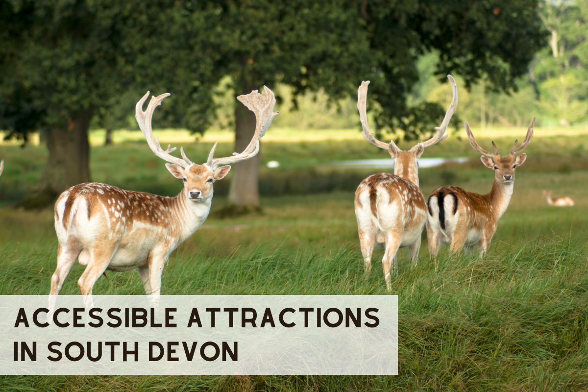 Accessible Attractions in South Devon